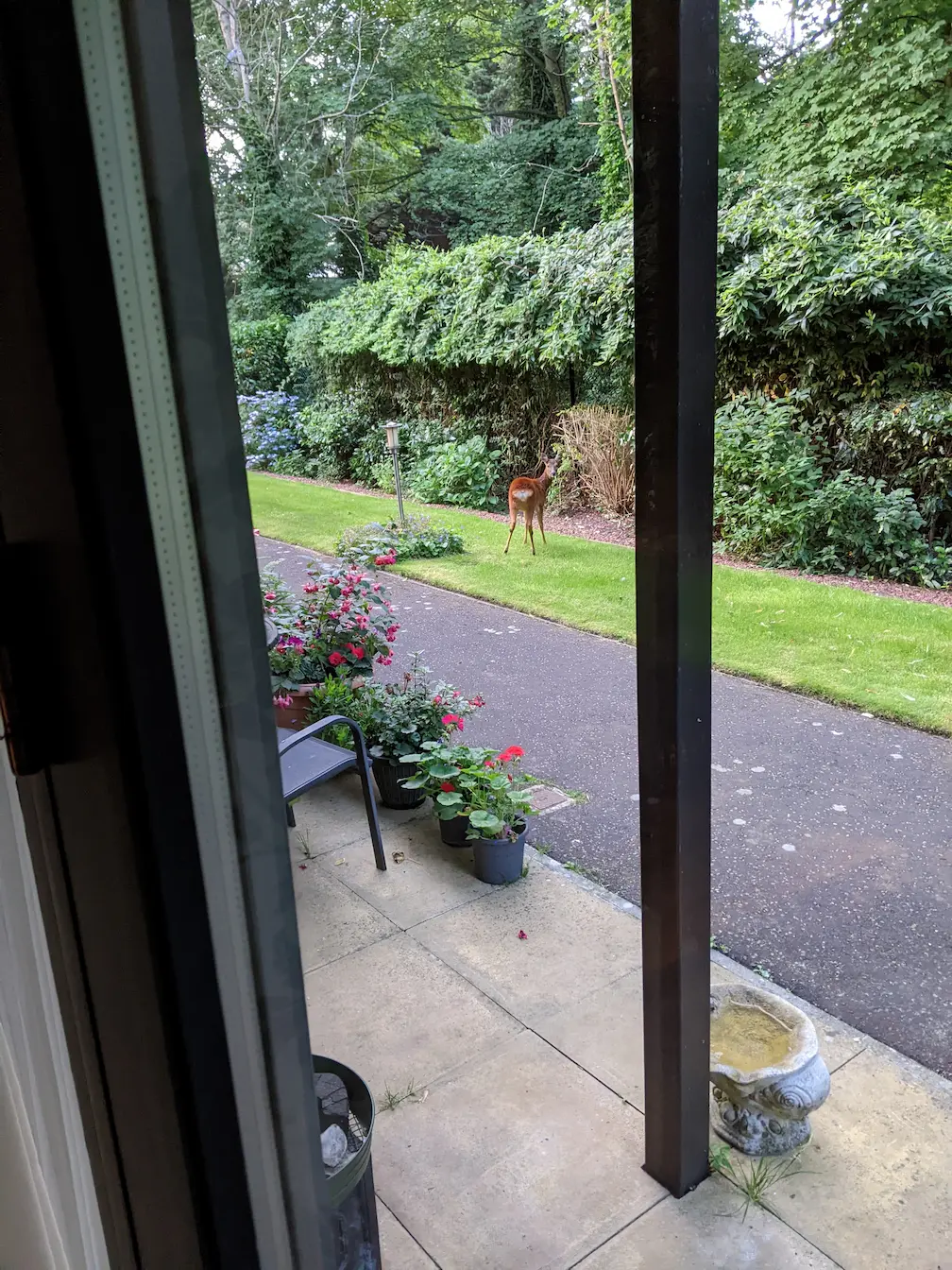 A deer in the garden